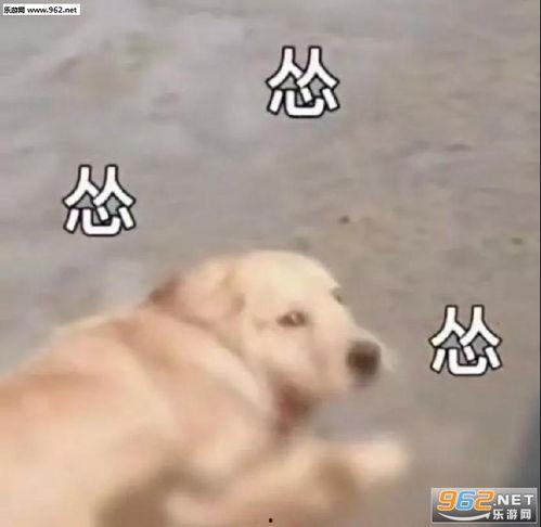 吃瓜表情舔狗图片,吃瓜群众眼中的“舔狗”现象