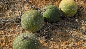 吃瓜导游,吃瓜导游带你领略行业幕后故事