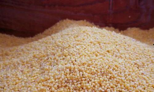 网红小米狗,网红萌宠的崛起之路