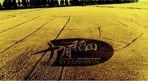 网红大米十月稻田,网红大米的魅力之旅