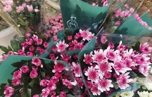 网红爆款花,引领潮流的植物新宠