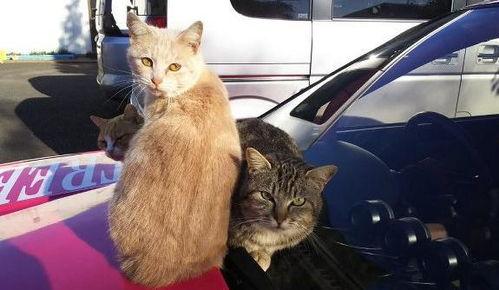 代喂猫咪吃瓜群众,温馨日常背后的感人故事