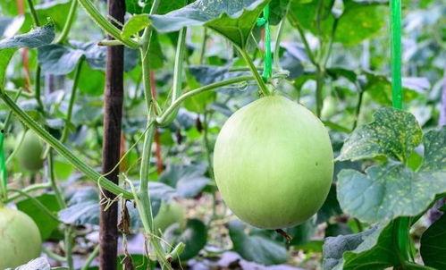 吃瓜  喉咙难受,警惕夏日饮食陷阱