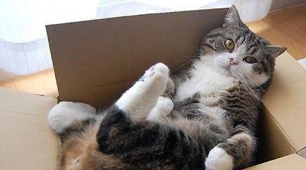 网红猫见见,萌态可掬的喵星人，网络红人的新宠儿