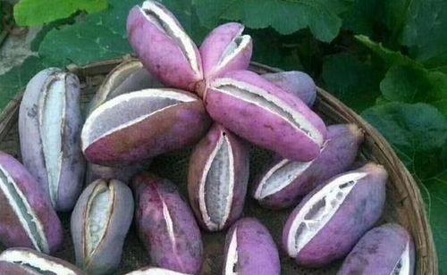 减肥吃八月瓜,天然美味，健康瘦身新选择