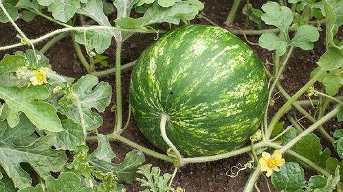 会长吃瓜准吗,揭秘吃瓜群众的精准判断力