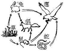 食物链 在线观看,在线观看揭示生态平衡之旅