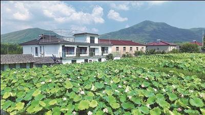 当阳县荷塘镇新闻头条,荷塘镇荷韵绽放，乡村振兴谱新篇