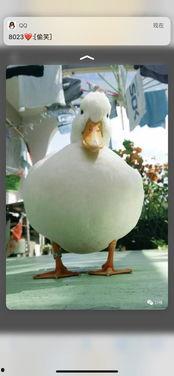 网红电脑鸭子,网红界的科技萌宠，带你领略智能生活新风尚