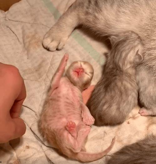 网红猫橘色,网红猫橘色的独特风采
