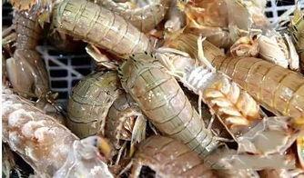 厦门海鲜青的网红男