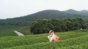 网红风景公园在哪里买票