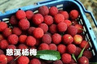 慈溪杨梅今日头条事件,揭秘背后真相与市场风波