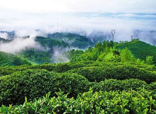 西乡茶园今日头条视频