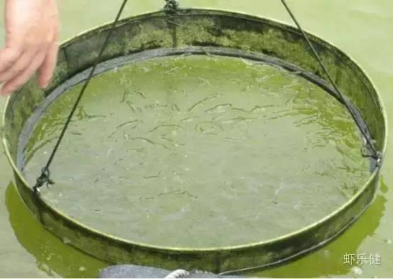 养虾看料台口诀,精准饲养，丰收在望