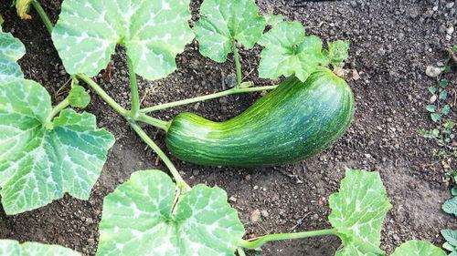 早生短瓠瓜怎么吃,早生短瓠瓜的多样食法探索