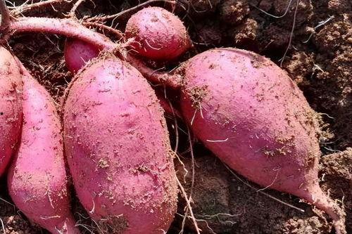 头条番薯图,头条背后的数据故事