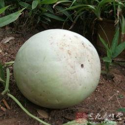 吃白瓜有湿气吗,吃白瓜会导致湿气吗？揭秘白瓜的养生真相